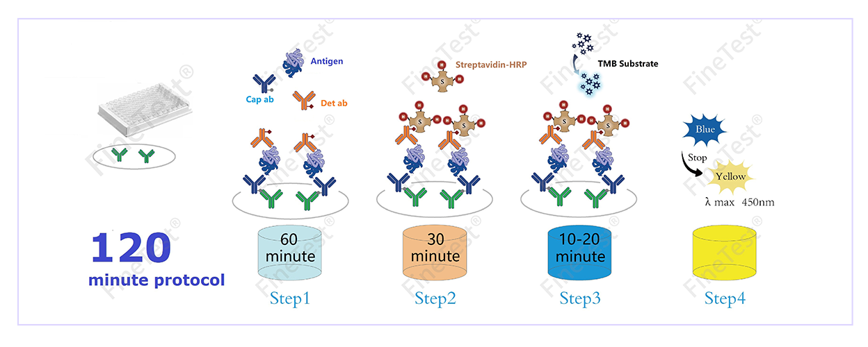 120分钟快检试剂盒(双抗体夹心法)