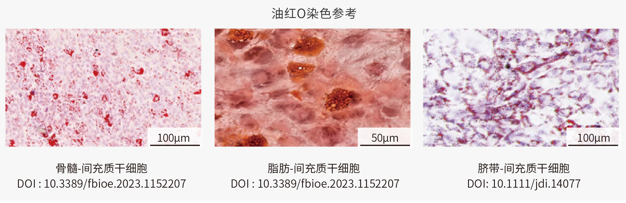 间充质干细胞（MSC）的三系分化及其培养Protocol