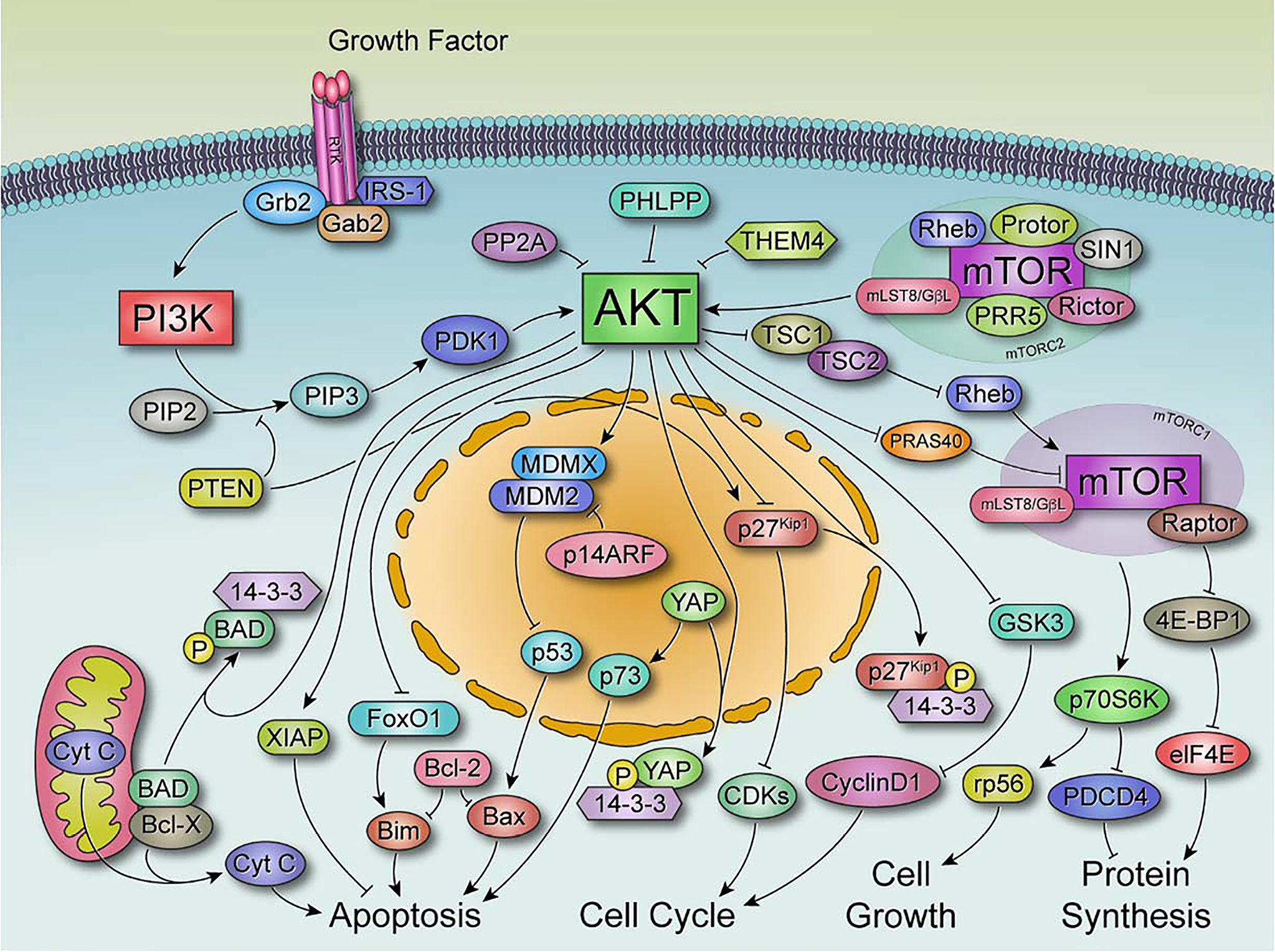 AKT激酶研究进展