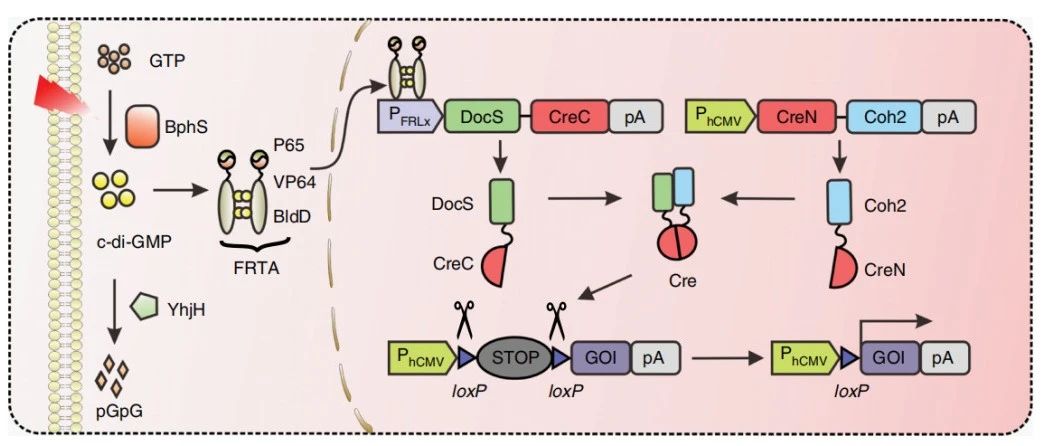 老套路新玩法，关于Cre鲜为人知的一面