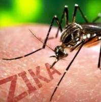 西班牙进口寨卡病毒IgG抗体酶联免疫试剂盒