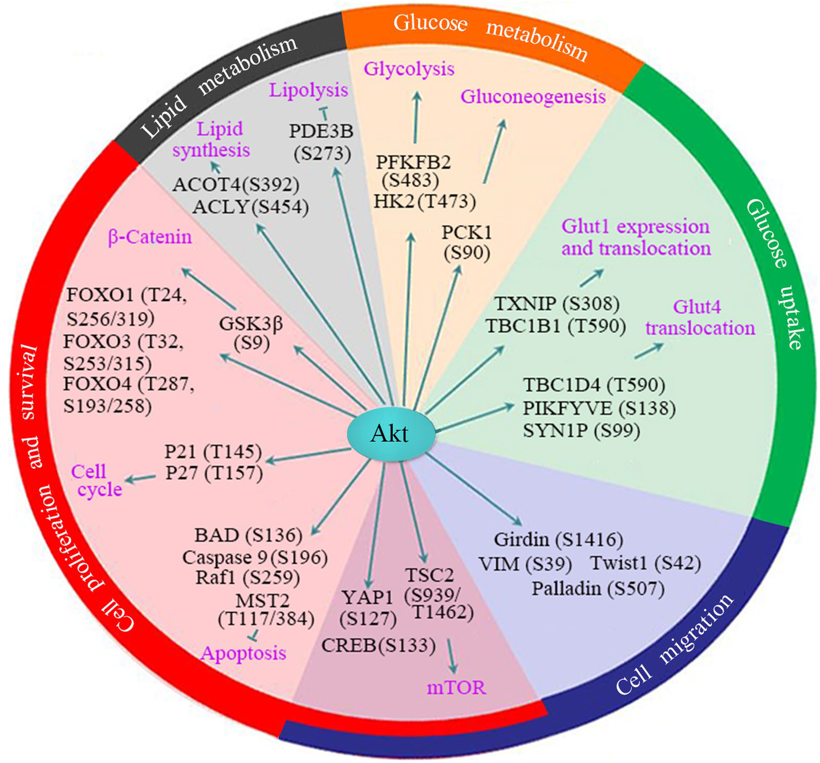 AKT激酶研究进展