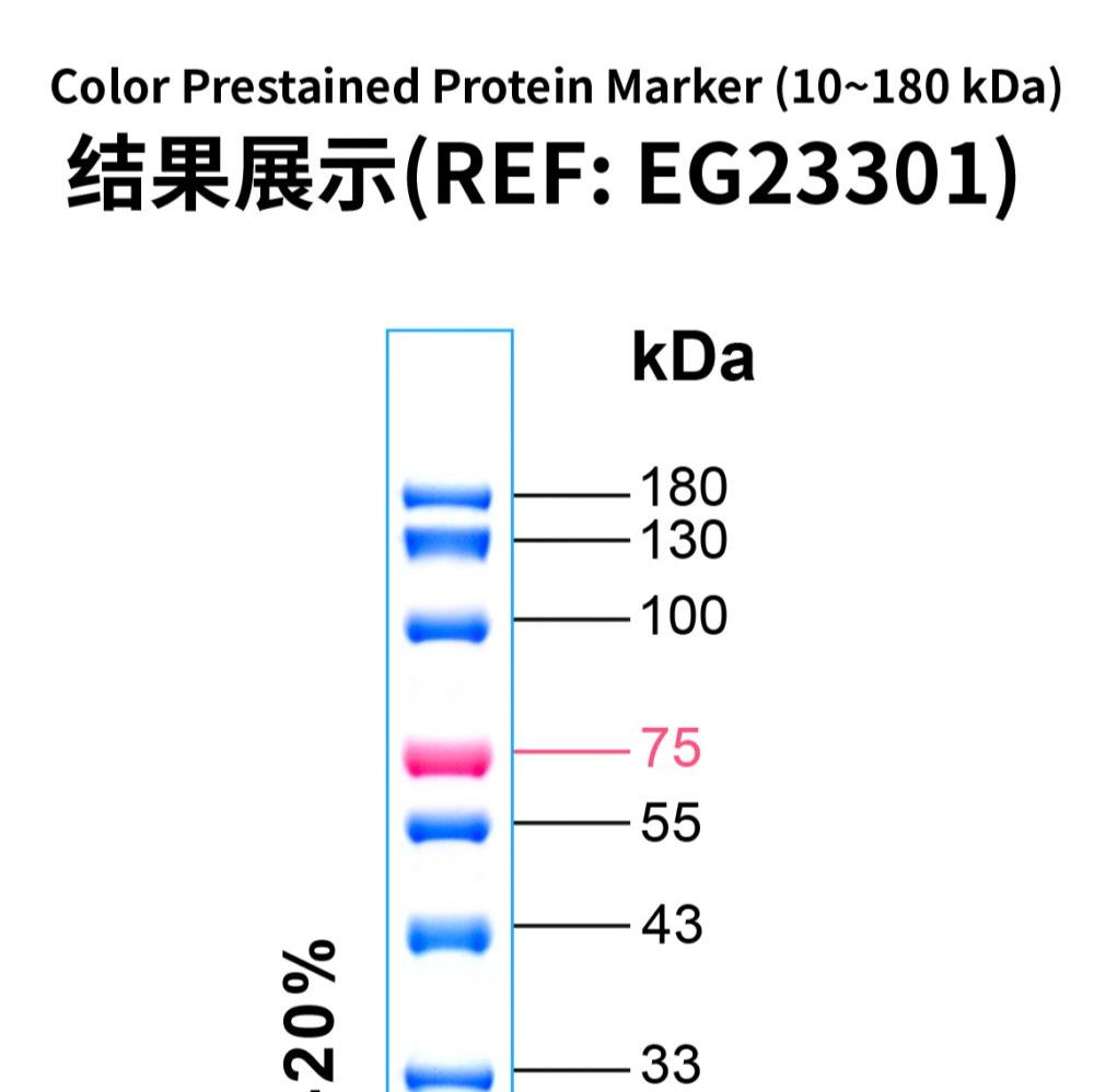 三色彩色预染蛋白Marker（10~180 kDa）