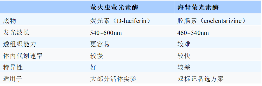 动物活体成像 - 生物发光活体成像实验技巧