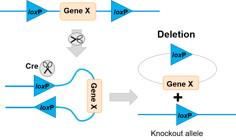 老套路新玩法，关于Cre鲜为人知的一面