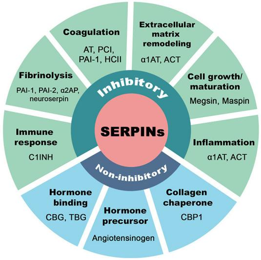 靶向治疗的“多面手”：丝氨酸蛋白酶抑制剂Serpins