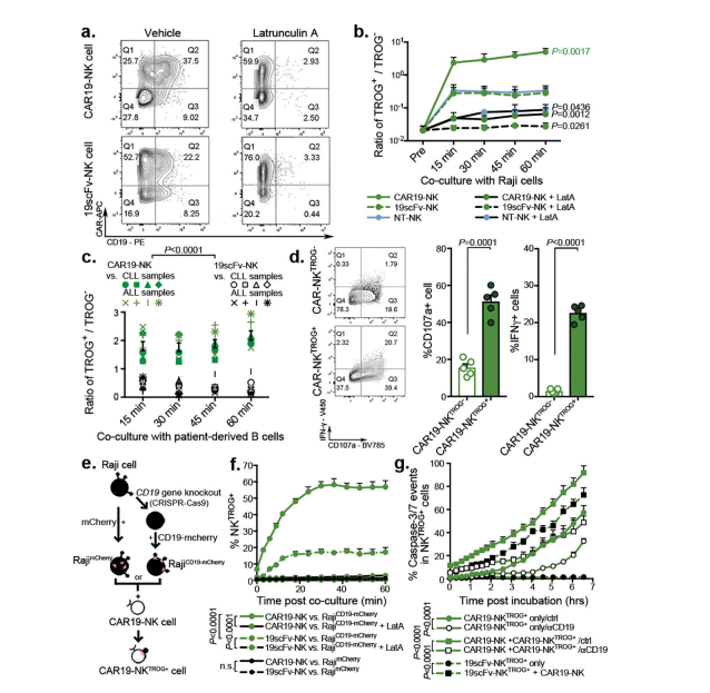基于KIR的抑制性CARs克服了CAR-NK细胞自相残杀和肿瘤逃逸现象