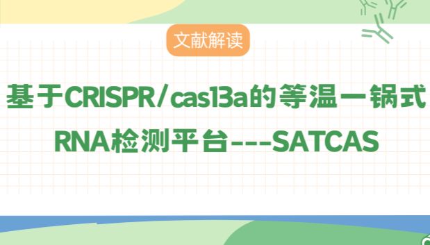 CRISPR/cas13a助力开发等温一锅式RNA检测平台-SATCAS