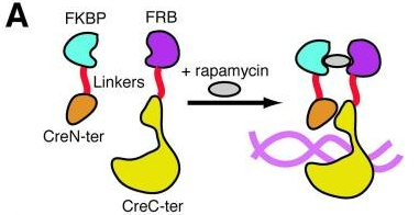 老套路新玩法，关于Cre鲜为人知的一面