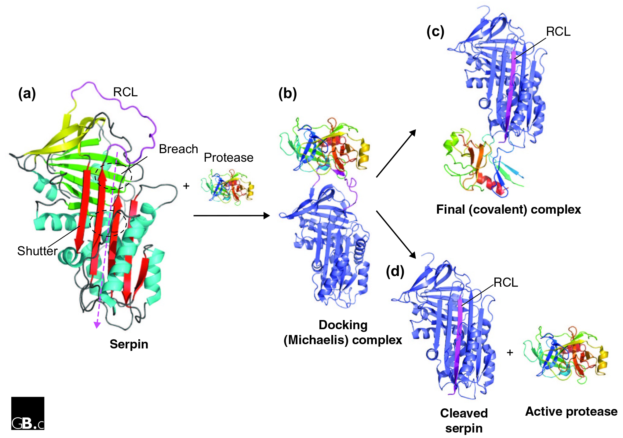 靶向治疗的“多面手”：丝氨酸蛋白酶抑制剂Serpins