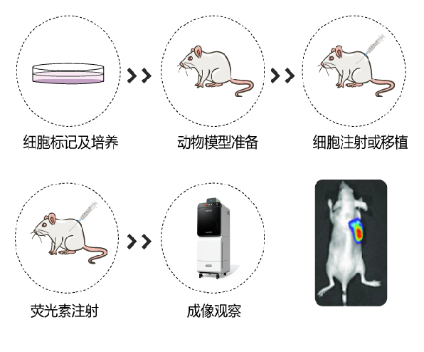 动物活体成像 - 生物发光活体成像实验技巧