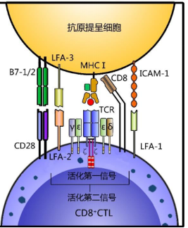 CD8+ T细胞：免疫系统的杀手卫士