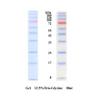 三色预染彩色蛋白分子量标准(8-180kDa) (蛋白Marker)