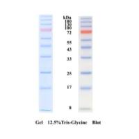 三色预染彩色蛋白分子量标准(8-180kDa) (蛋白Marker）