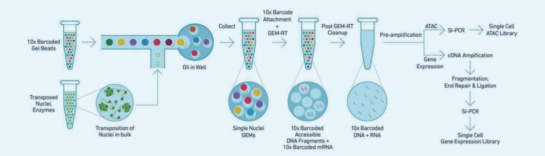 单细胞转录组与单细胞ATAC同时检测