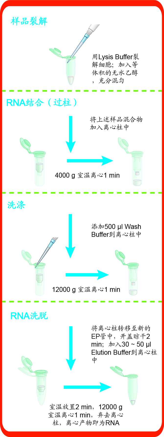 8分钟细胞RNA快速提取试剂盒 EZ-press RNA P