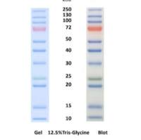 三色预染彩色蛋白分子量标准(10-250kDa)（蛋白Marker）