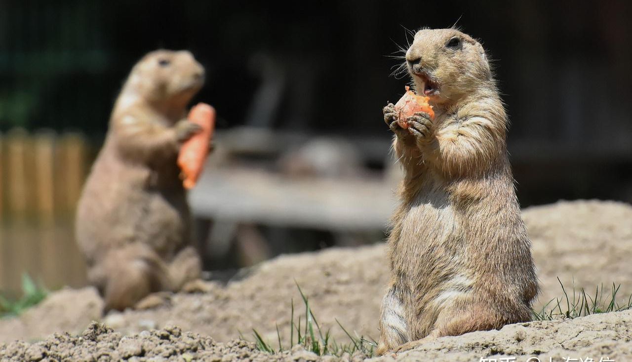 冷冻研磨仪步步都是陷阱，难怪我的样本提取总不成功！试用方知好用