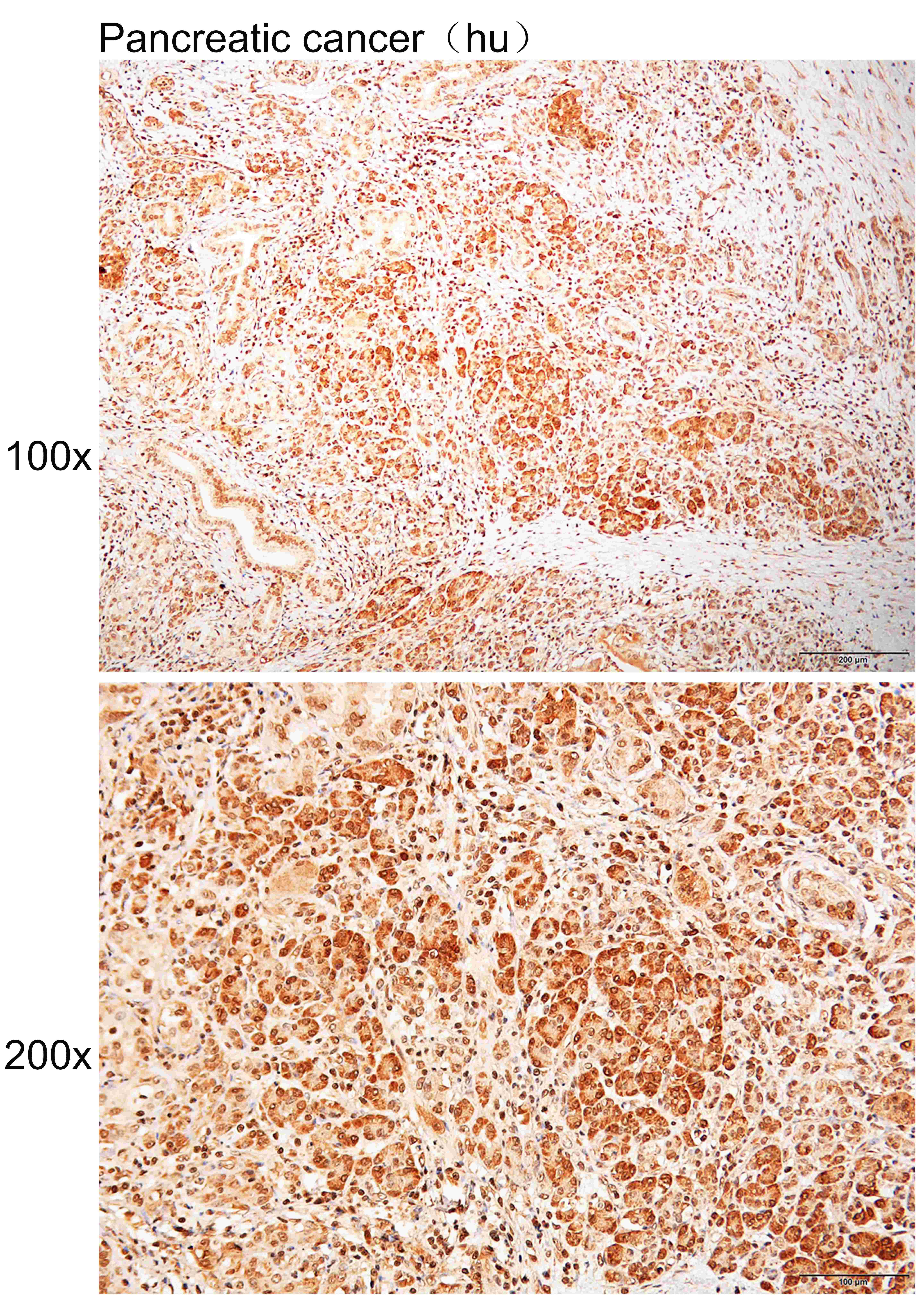 Anti-COMMD9 Polyclonal Antibod