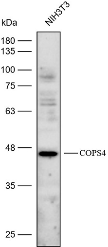 Anti-COPS4 Polyclonal Antibody