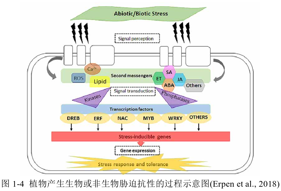 分子互作技术：植物胁迫研究的有力工具