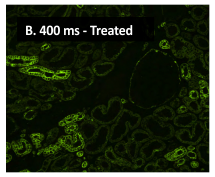 揭秘：防止组织自发荧光“轻骑兵”——Vector True VIEW™ Kit快速获得高质量图片