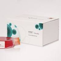 SW 780 [SW-780, SW780] (人膀胱移行细胞癌) (STR鉴定正确)