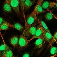 牛粘蛋白3(MUC3)ELISA试剂盒