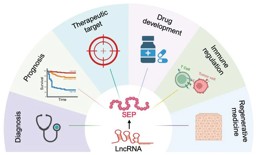 lncRNA新研究进展盘点丨20240819期