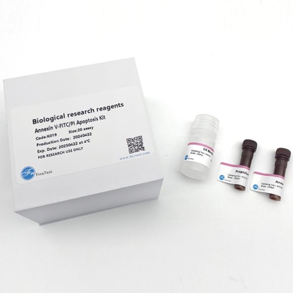 ELISA 组织/细胞裂解液(ELISA专用)