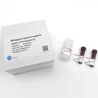 ELISA 组织/细胞裂解液(ELISA专用)