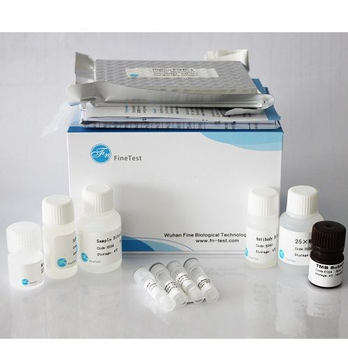 Rabbit IGFBP-3 ELISA Kit|兔胰岛素样生长因子结合蛋白3(IGFBP3)ELISA试剂盒