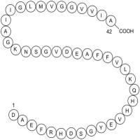 Amyloid β-Peptide (1-42) (human)