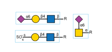 Vectorlabs热销凝集素产品：接骨木凝集素（Sambucus Nigra Lectin）