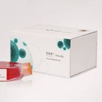 MeWo (人恶性黑色素瘤细胞) (STR鉴定正确)