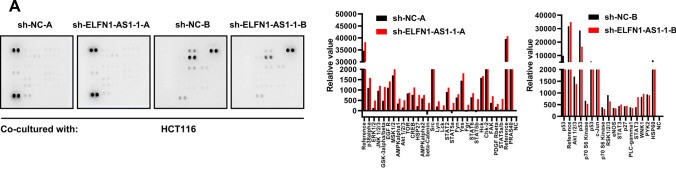 LabEx抗体芯片平台助力探索ELFN1-AS1是否调控结直肠癌中的免疫监视