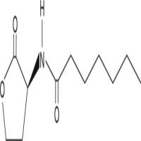 N-heptanoyl-L-Homoserine lactone