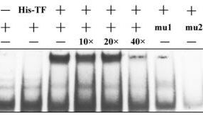 凝胶迁移实验（EMSA）推出上线