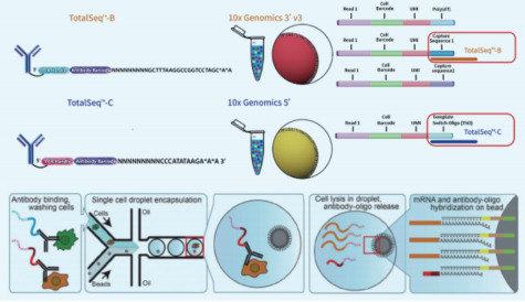 单细胞转录组与表面蛋白联合检测 (CITE-seq)