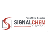 POLQ重组蛋白|Recombinant DNA Polymerase θ, Active