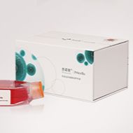 NTERA-2 (人恶性多发性畸胎瘤细胞) (STR鉴定正确)