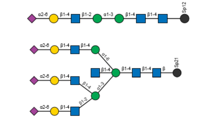 Vectorlabs的凝集素产品--接骨木凝集素(Sambucus Nigra Lectin) Vectorlabs的凝集素产品--接骨木凝集素(Sambucus Nigra Lectin)