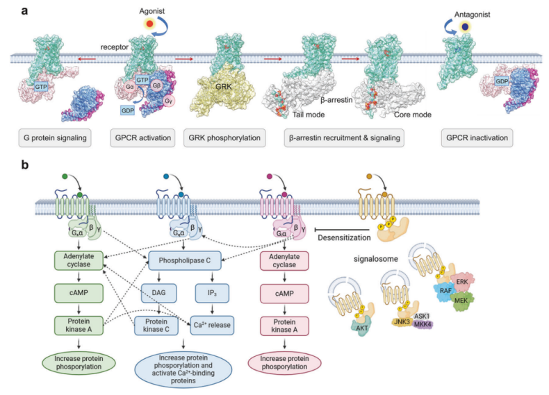 一文认识王牌药靶家族GPCR