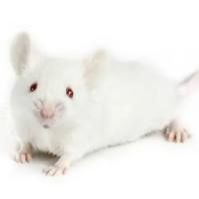 PDX LIVE™:根据需求开展的药效研究