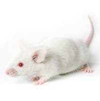 1 型糖尿病药效研究