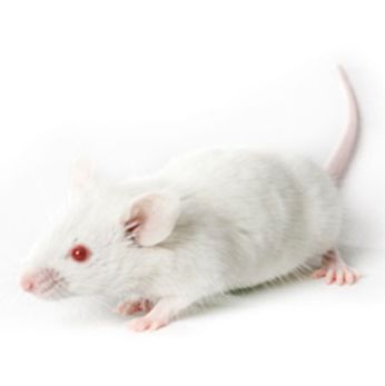 CD34+ 人源化小鼠