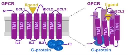 一文认识王牌药靶家族GPCR