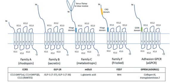 一文认识王牌药靶家族GPCR