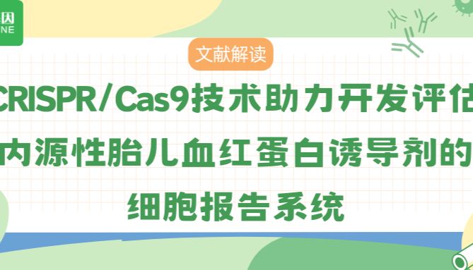 CRISPR/Cas9技术辅助的细胞报告系统：一种评估胎儿血红蛋白诱导剂的新工具