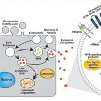 检测实验丨外泌体提取